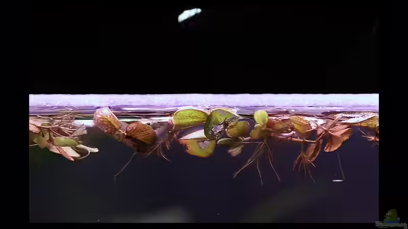 Salvinia natans im Aquarium (Einrichtungsbeispiele mit Gemeiner Schwimmfarn)