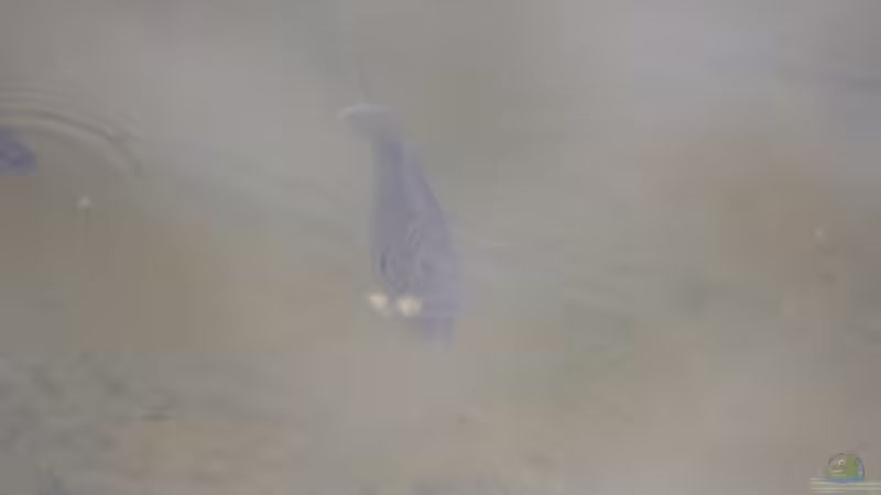 Gemeiner Sonnenbarsch (Lepomis gibbosus) von Susanne Axt (19)