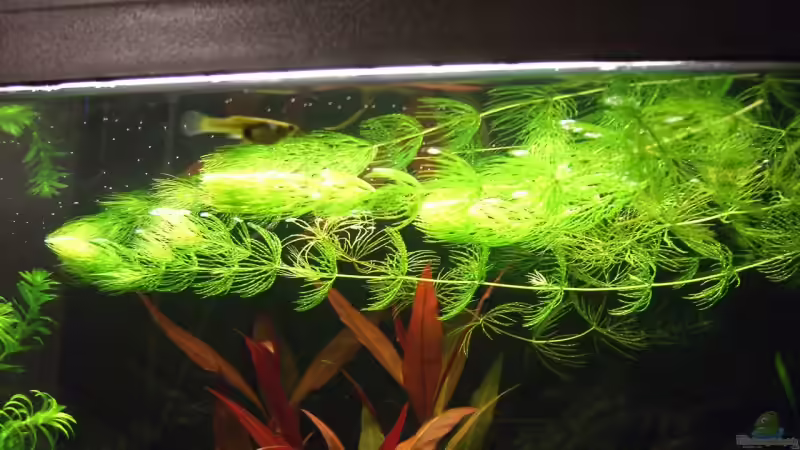 Gemeines Hornkraut (Ceratophyllum demersum) von Jens und Nancy Döring (14)