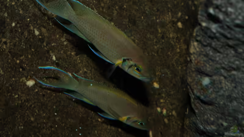 Gemeinsam auf Wohnungssuche von Koehler (72)