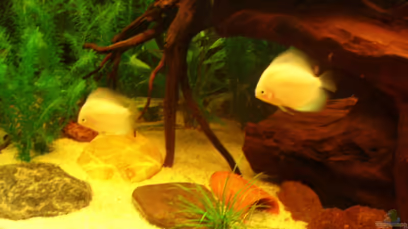 Gemeinsame Bahnen ziehen von welspapa (28)