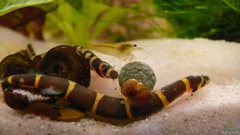 gemeinsames Abendessen von Bunter Fisch (21)