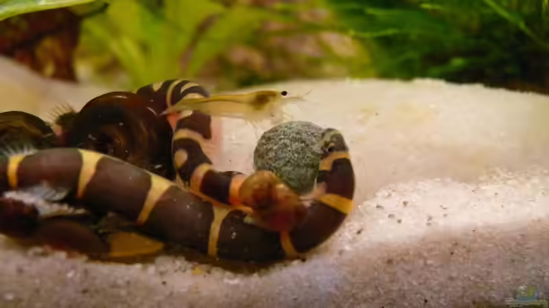 gemeinsames Abendessen von Bunter Fisch (22)