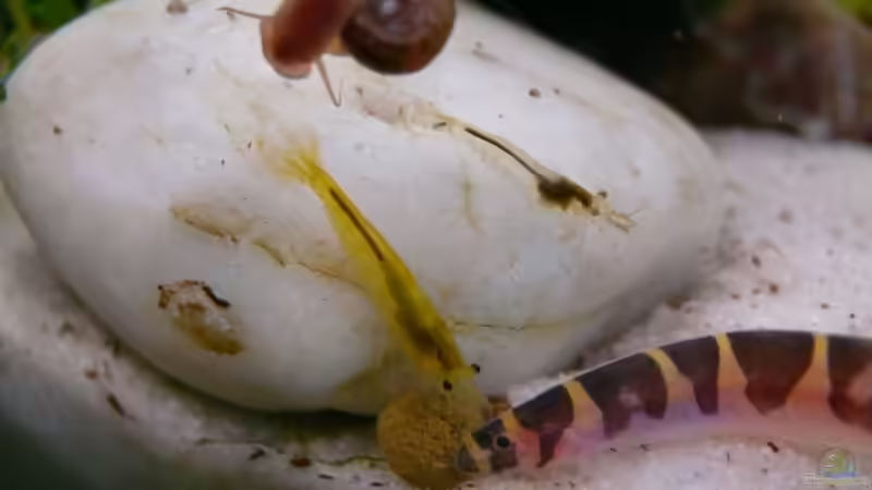 gemeinsames Abendessen von Bunter Fisch (23)