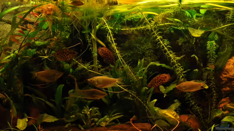 Gemeinsames ausschwimmen von Der Buschfisch (4)