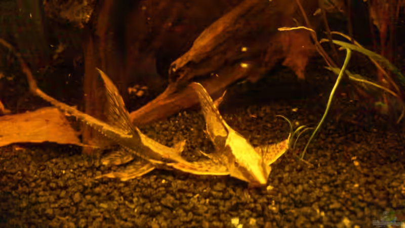 Gemeinsames Essen :) von Kai Heermann (37)