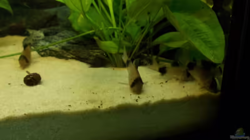 Gemeinsames Schlemmen von Koehler (52)