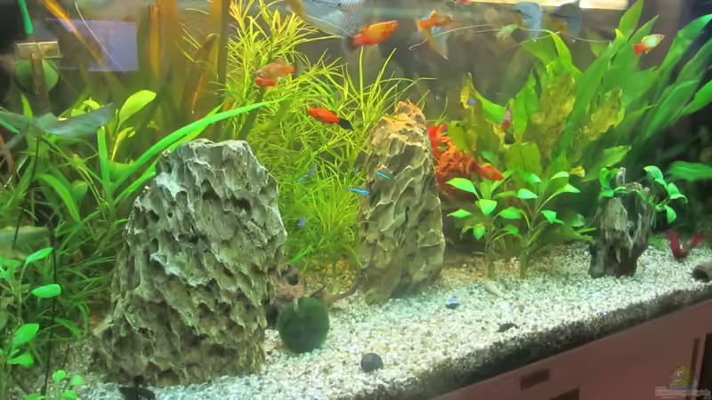 Gemeinschaftsbecken mit Plaths Neons und Corydoras agassizii von Mofafi-Liebhaber (23)