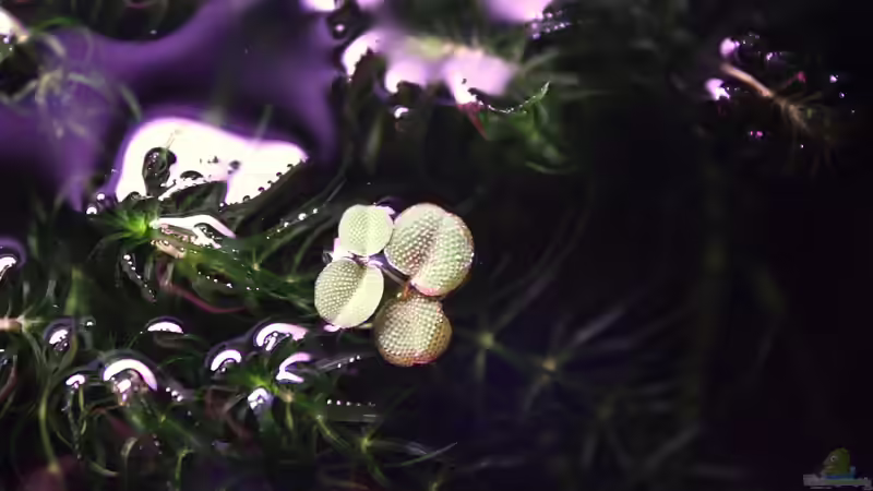 Gemeinser Schwimmfarn von oben. von vixen (10)