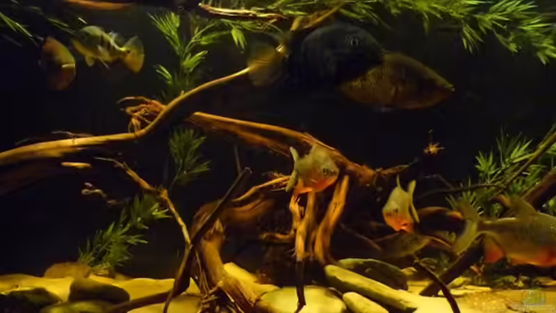 gemischt von Monoculus (8)