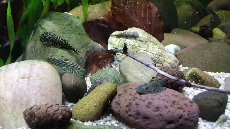 Gemischte gruppe  Flossensauger  von Miss Kasimir (35)