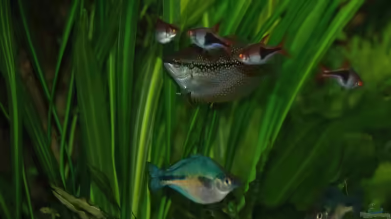 Gemischte Truppe von Rotrost (17)