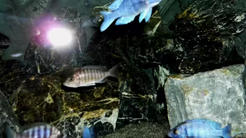 gemischter Trupp von die Perle... (27)