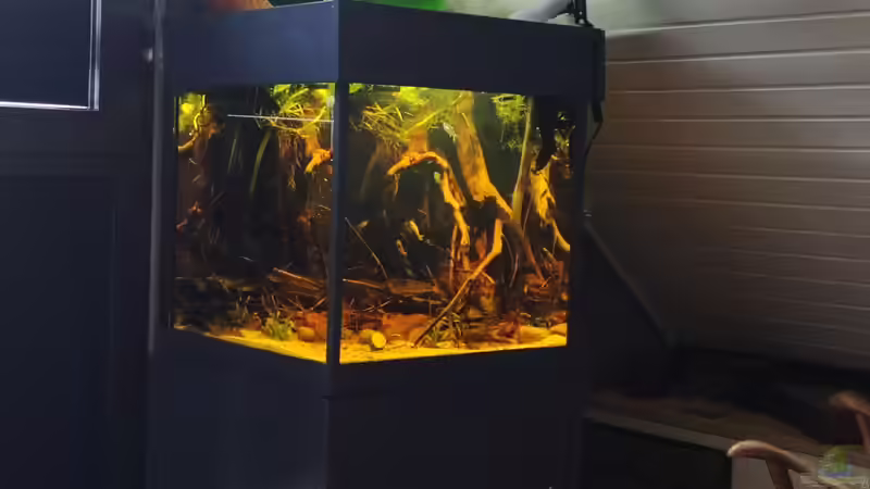 Gemütliche Atmosphäre von Amazonas (41)