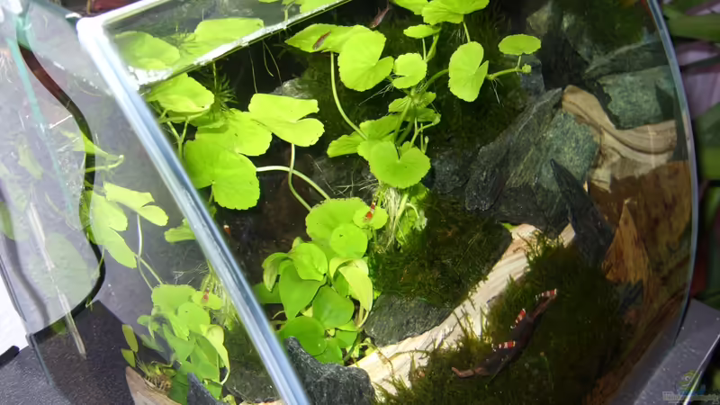 genannt auch Flipper von Nanonana (10)