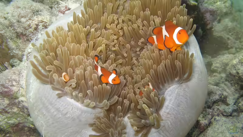 Genderfluide Riffbewohner - Geschlechterwechsel zwischen Korallen