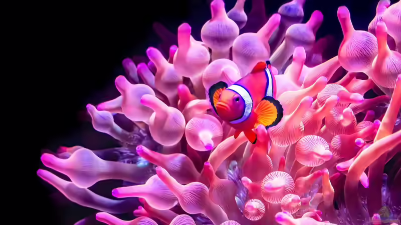 Genderfluide Riffbewohner - Geschlechterwechsel zwischen Korallen