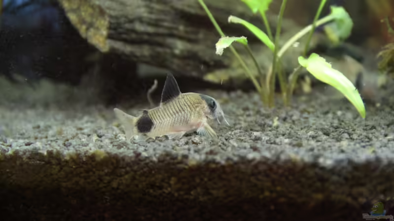 geniale Tiere von Domenico W. (12)