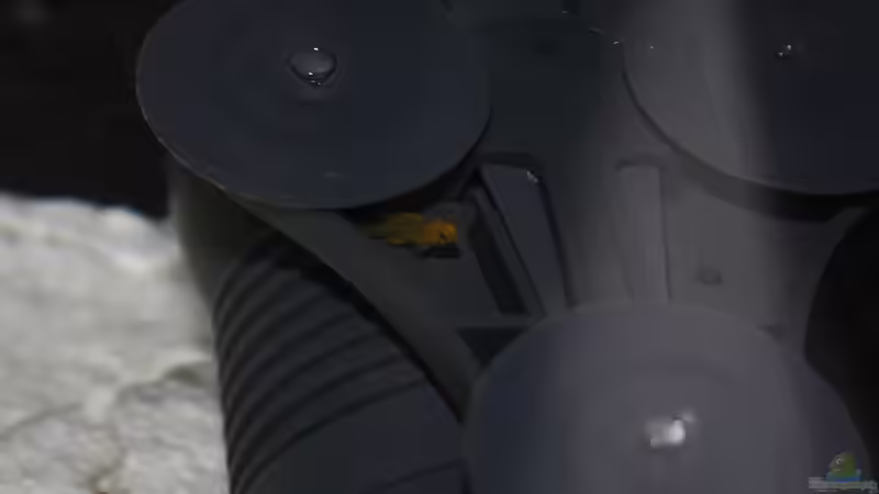 geniales Versteck von JörgsMalawis (65)