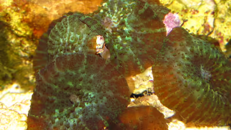 genoppte Scheiben von Johannes 88 (40)