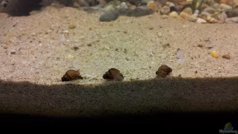 genoppte TDS von Michael Scheffler (32)