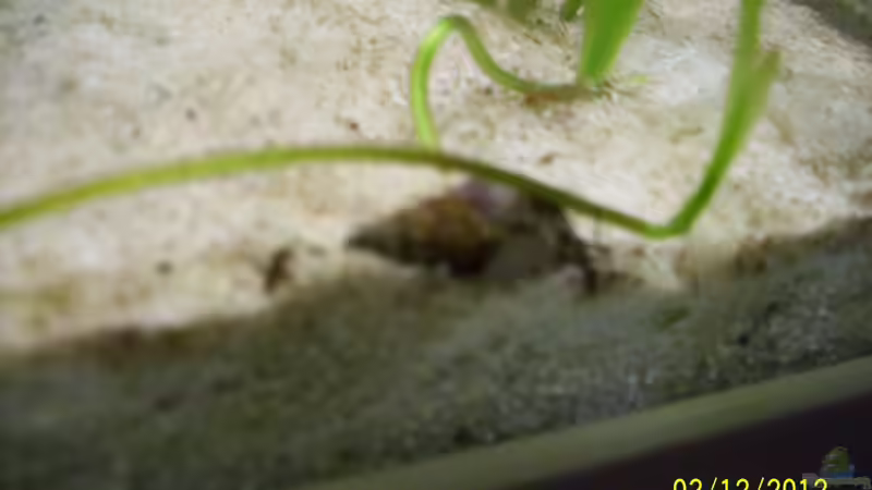 Genoppte Turmdeckelschnecke - Melanoides granifera (Venezoela) von kaktus-jones (64)