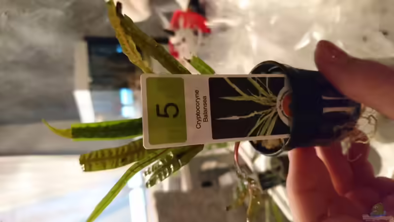 Genoppter Wasserkelch  von Inuki (10)