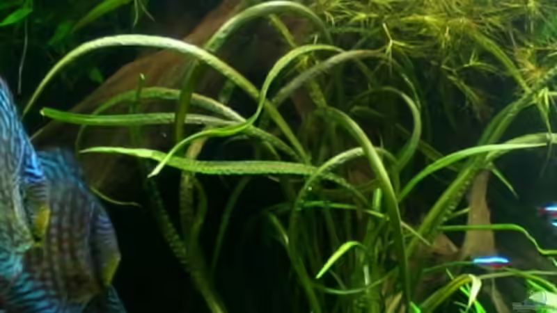 Genoppter Wasserkelch (Cryptocoryne balansae) von @mazonas (18)