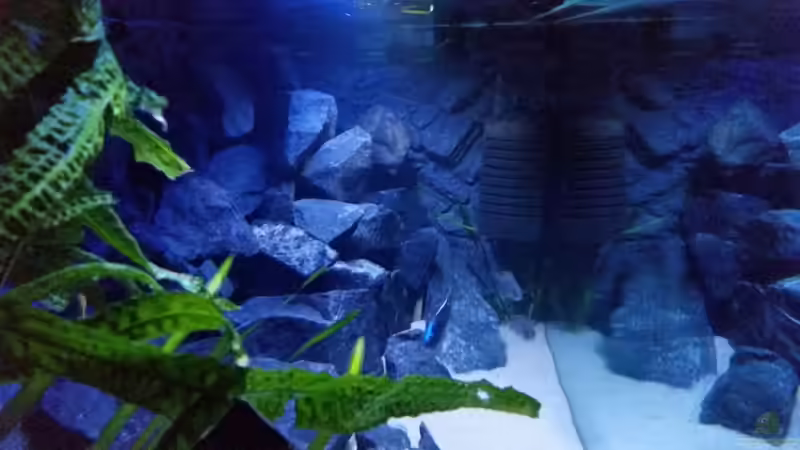 genoppter Wasserkelch in der Ecke von redieh (14)