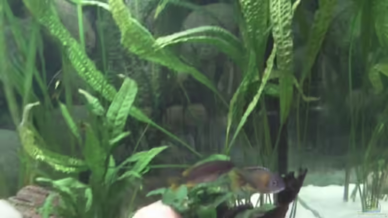 genoppter Wasserkelch,Javafarn und Anubias von Michael 123 (10)