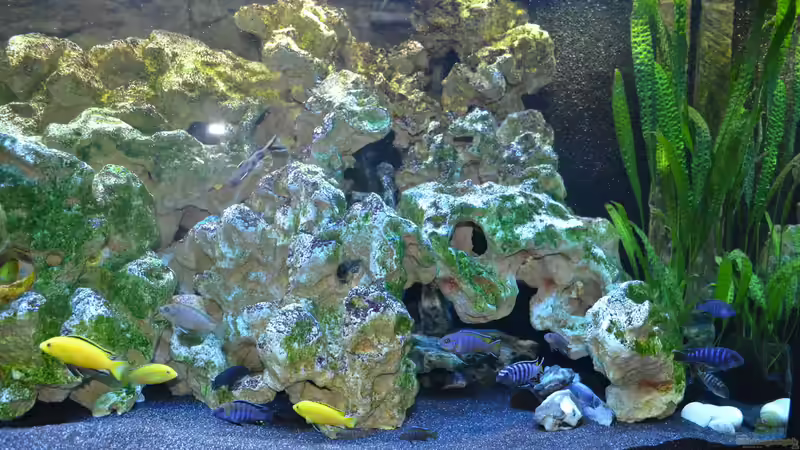 genoppter Wasserkelch von Lordi (2)