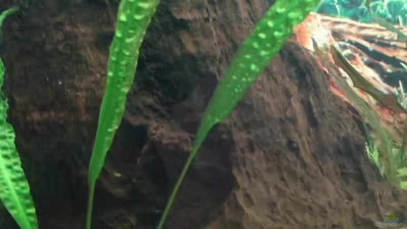 genoppter Wasserkelch von Sven Seidel (14)