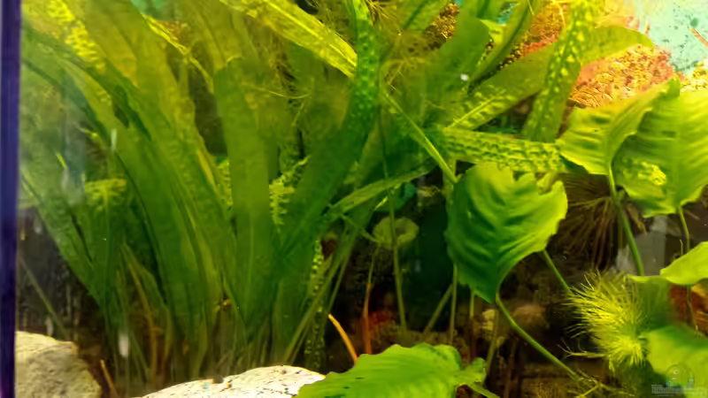 Genoppter Wasserkelch (wuchert wie Sau) von mamo2000 (14)