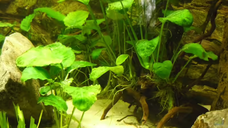 genug Unterschlupf für kleine Fische von Monoculus (5)