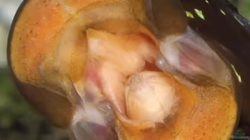 Geöffnetes Trewavasae Maul von Maswa (11)