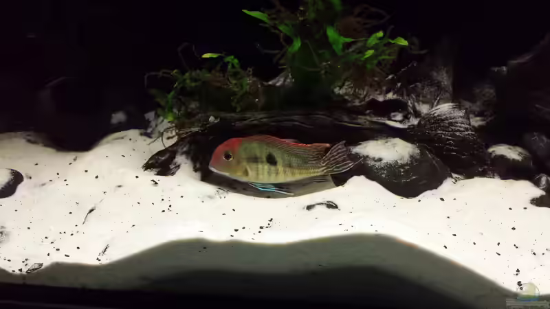 Geophagus - Erdarbeiten :-D von NRW (45)