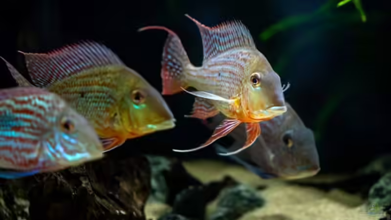 Geophagus  von Oliver Bartels (19)