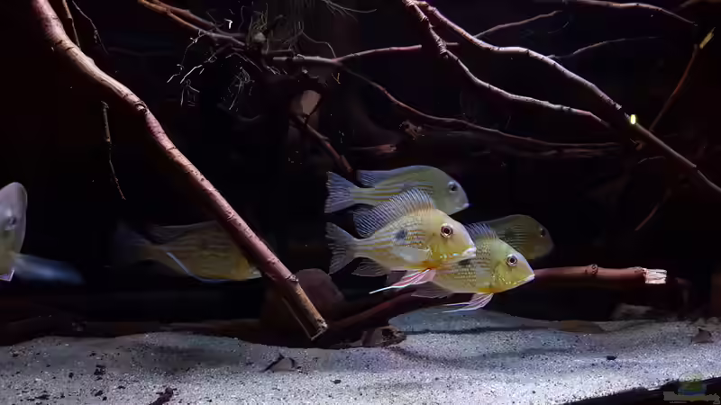 Geophagus Abalios  von Südamerika Aquanaut (33)
