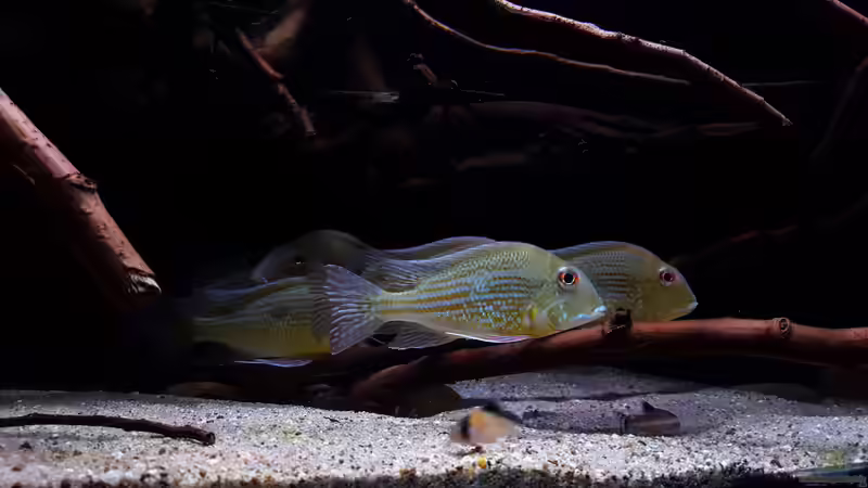 Geophagus Abalios  von Südamerika Aquanaut (35)