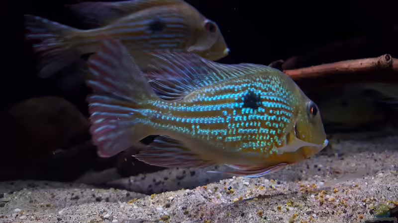 Geophagus Abalios  von Südamerika Aquanaut (39)