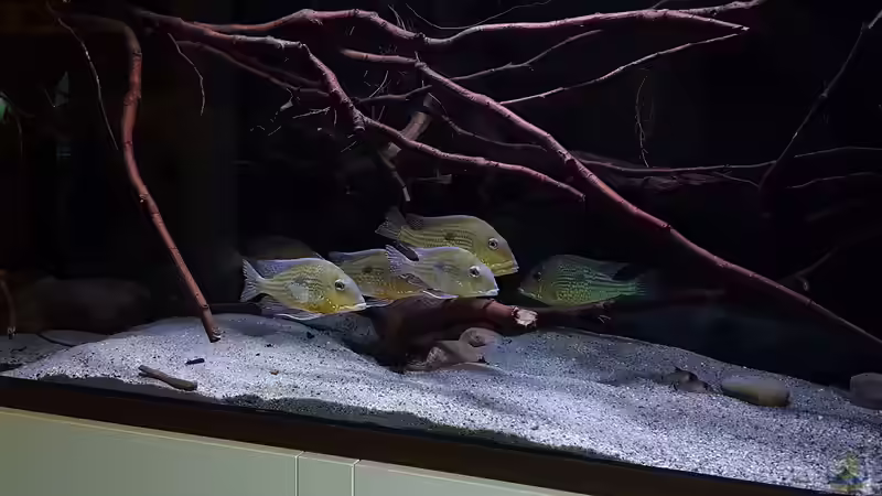 Geophagus Abalios  von Südamerika Aquanaut (7)