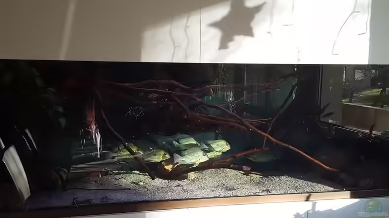 Geophagus Abalios bei Sonnenlicht  von Südamerika Aquanaut (6)