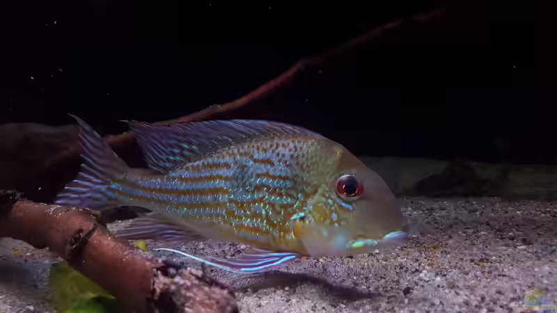 Aquarien mit Geophagus abalios (Einrichtungsbeispiele für Orinoco-Erdfresser)