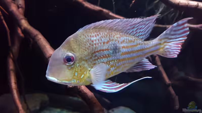 Aquarien mit Geophagus abalios (Einrichtungsbeispiele für Orinoco-Erdfresser)
