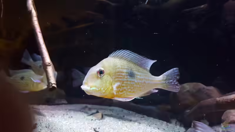 Geophagus abalios Weib mit Eier im Maul  von Südamerika Aquanaut (38)