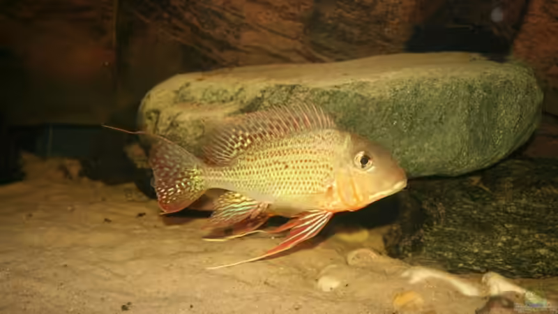 Geophagus altifrons – So leben die Erdfresser aus Südamerika in der Natur