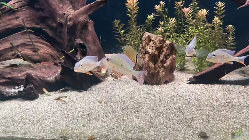 Geophagus Altifrons  von Basti@ (2)