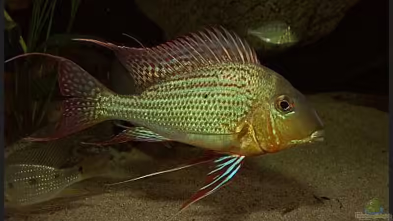 Geophagus altifrons Curumu von ajot (11)