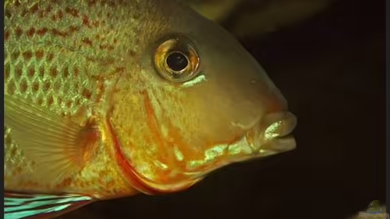 Geophagus altifrons Curumu von ajot (24)