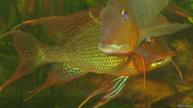 Geophagus altifrons Rio Curua von Stefan-HL (12)